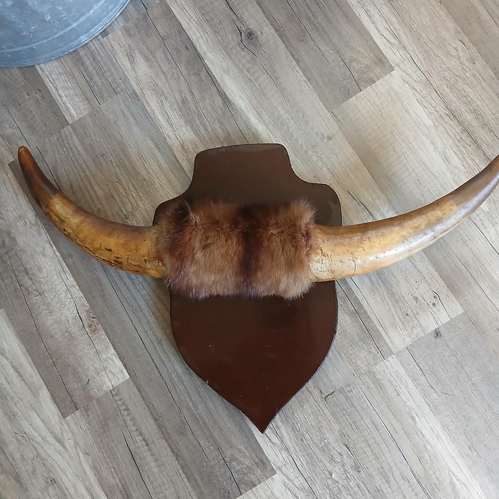 Wandtrofee hoorns stier/rund. Bullbar, Verzamelen, Ophalen of Verzenden, Hert