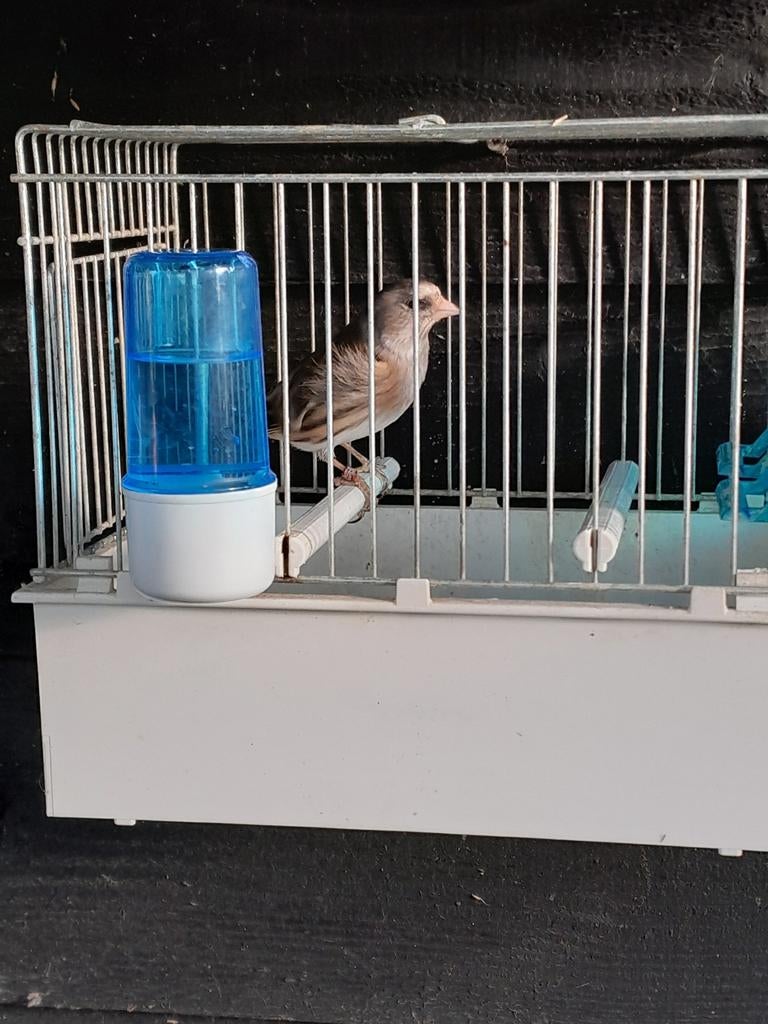 Diverse bastaarden, Dieren en Toebehoren