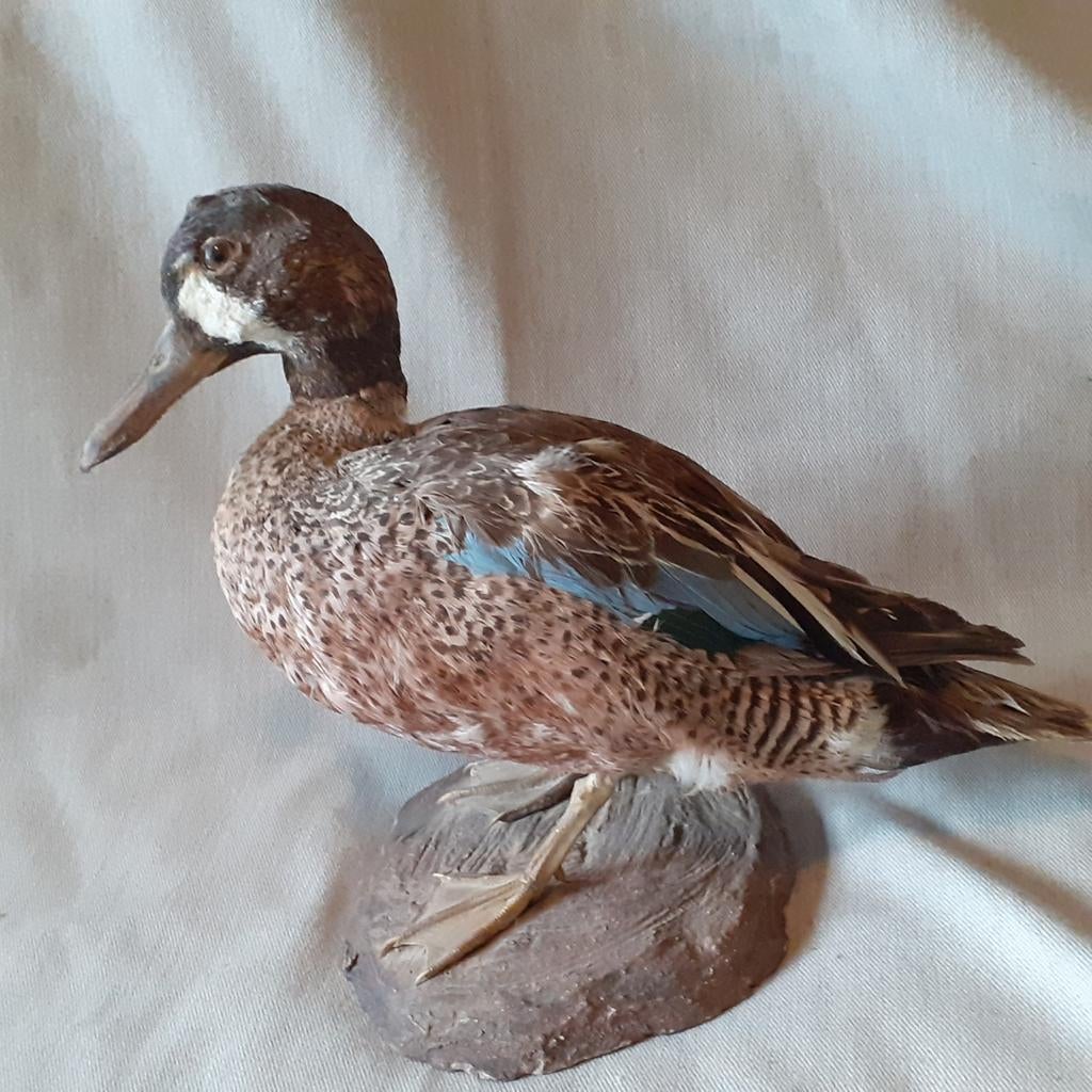 Opgezette blauwvleugeltaling, eend,  taling, Ophalen of Verzenden, Gebruikt, Vogel, Opgezet dier