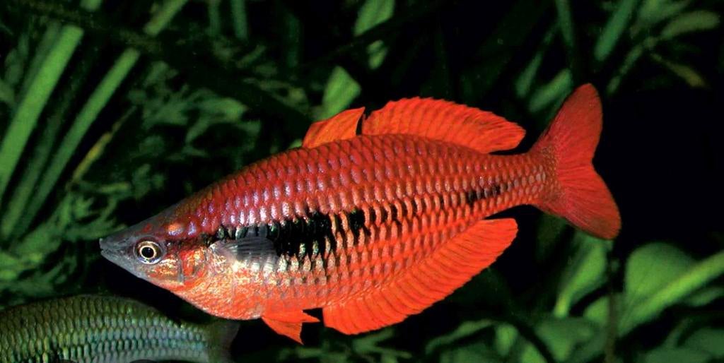 Nieuw ! Melanotaenia parva Lake Kurumoi, Dieren en Toebehoren, Vissen | Aquariumvissen, Vis, Zoetwatervis, Schoolvis