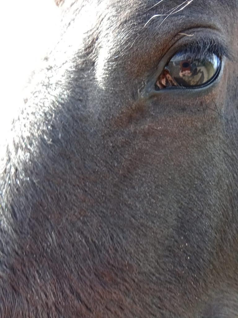 Fries hengst veulen, Hengst, Minder dan 160 cm, 0 tot 2 jaar