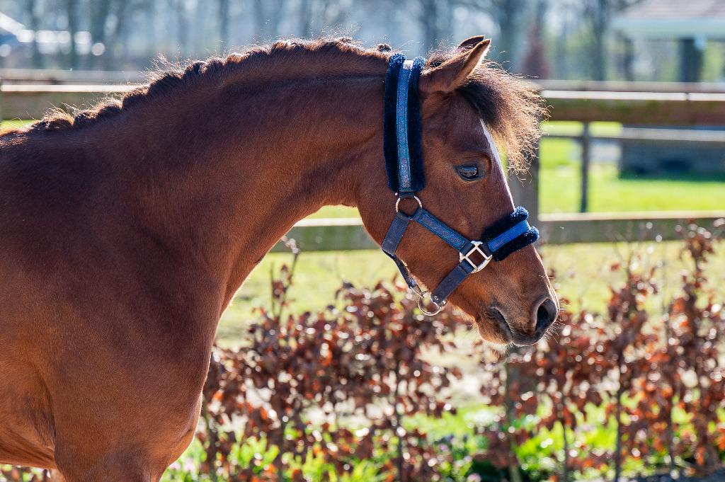 Te koop: Talentvolle 3 jarige pony, Dieren en Toebehoren, Pony's, Met stamboom, Ruin, Dressuurpony, 3 tot 6 jaar