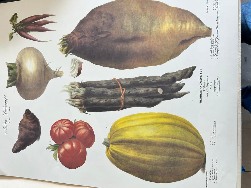 24 Oude Botanische Platen 'Vilmorin, The Vegetable Garden', Antiek en Kunst, Antiek | Schoolplaten, Ophalen of Verzenden, Natuur en Biologie
