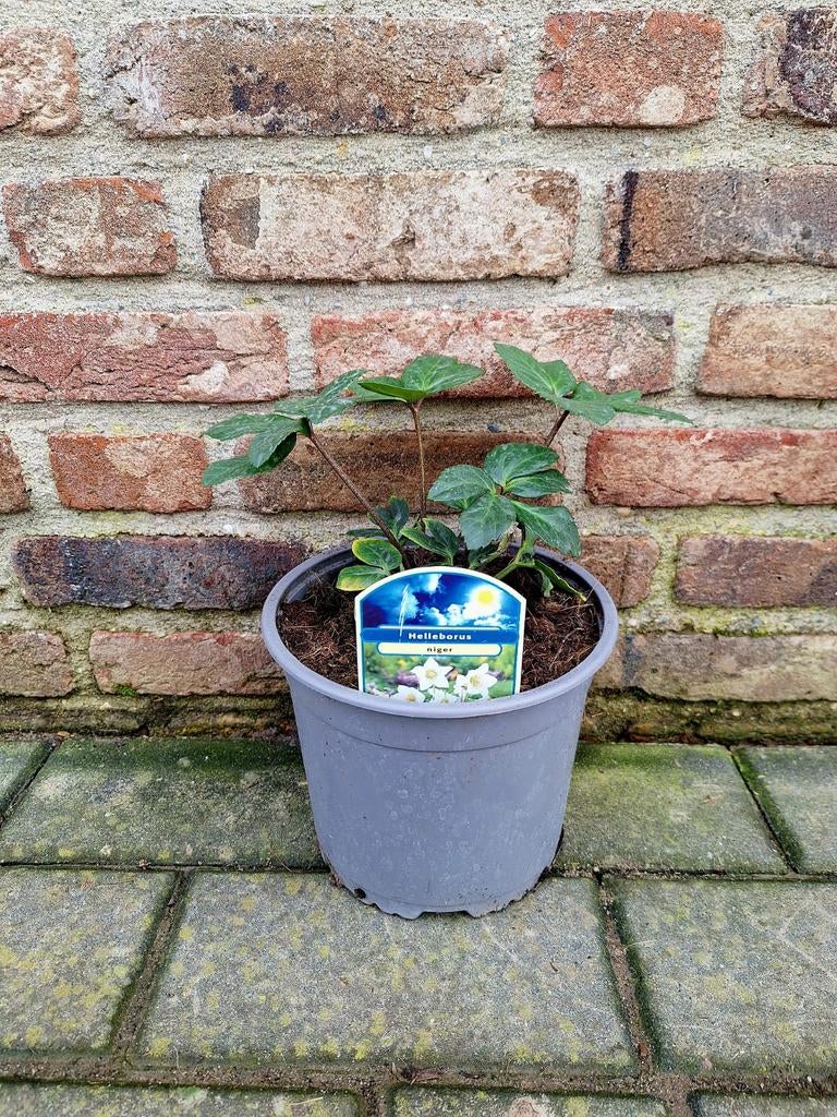 Helleborus niger ️🪴 kerstroos 🪴, Ophalen, Minder dan 100 cm, Overige soorten, Lente