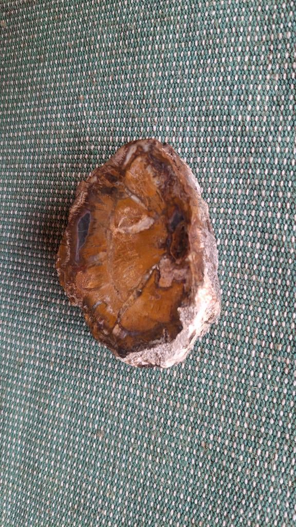 Versteend hout, Ophalen of Verzenden, Fossiel