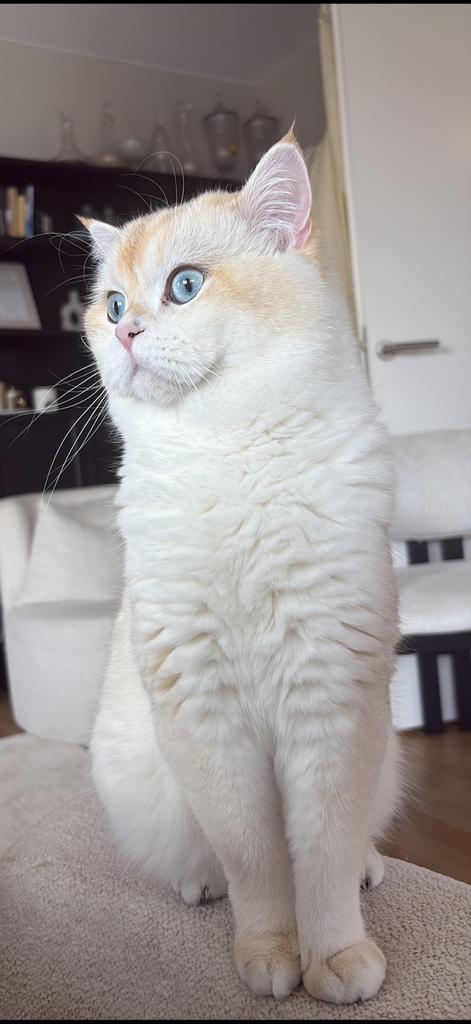 Britse korthaar Dekkater seal golden shaded point (uniek!, Dieren en Toebehoren, Katten en Kittens | Dekkaters