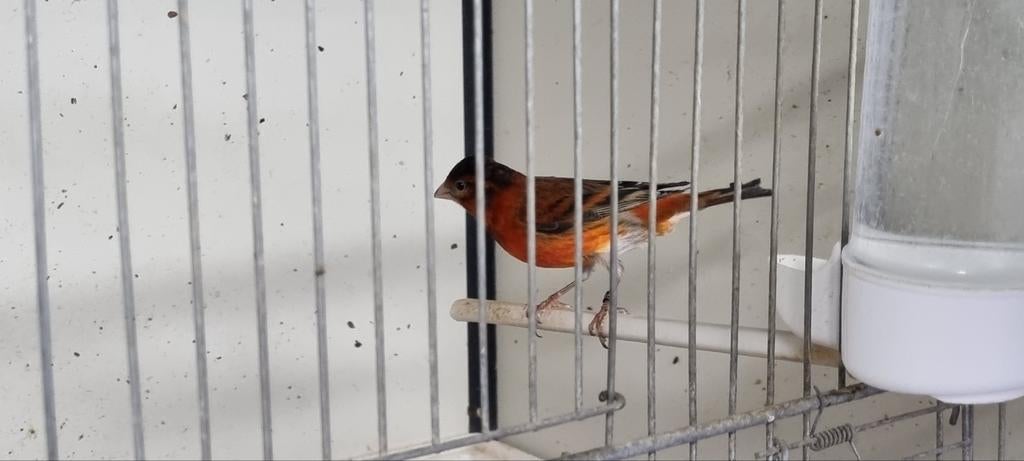 Bastaard F1 Kapoetse sijs man, Dieren en Toebehoren, Vogels | Overige Vogels, Mannelijk, Wildzangvogel, Geringd