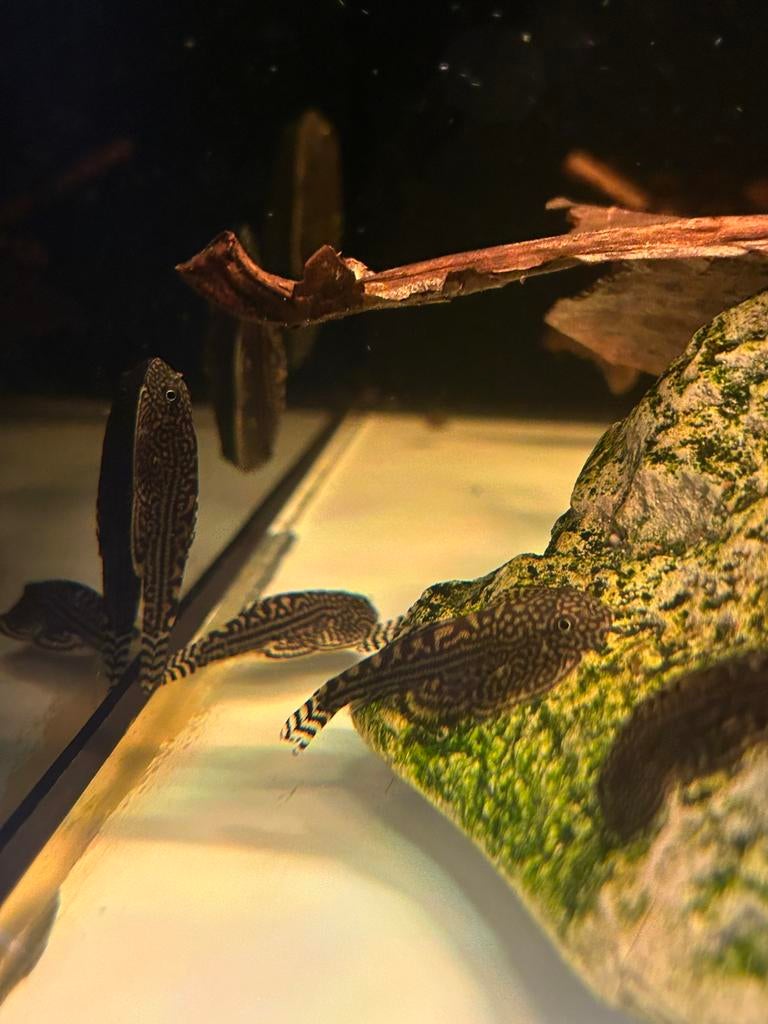 Sewellia Lineolata Steenkruiper, Vis