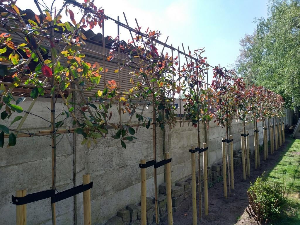 Groenblijvende leibomen| Leiphotinia | Leiaurier | Olijfwilg, Tuin en Terras, Planten | Bomen, In pot, Leiboom, Halfschaduw, Ophalen of Verzenden