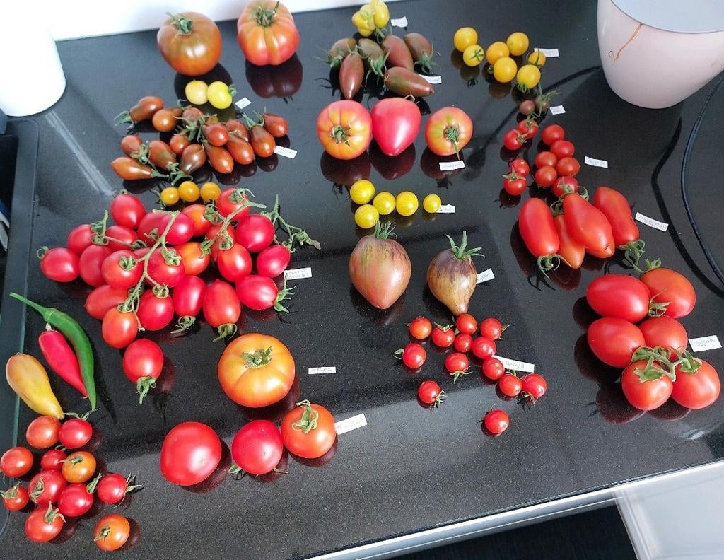 Tomaten zaden tomatenzaad, Tuin en Terras, Bloembollen en Zaden, Volle zon, Ophalen of Verzenden