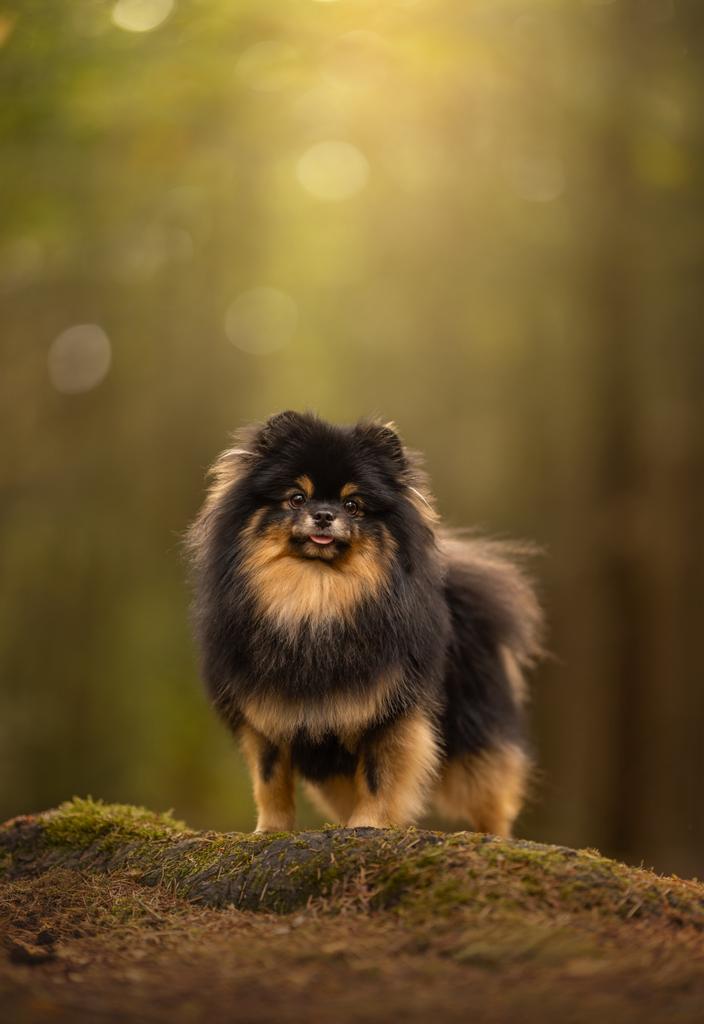 Pomeriaan dekreu FCI cm/sm/pl vrij, Particulier, Reu, 1 tot 2 jaar, Buitenland