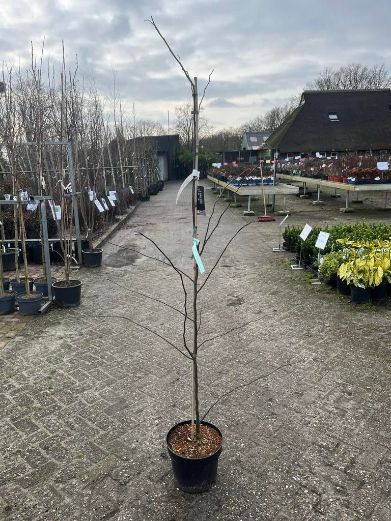 Judasboom 'Forest Pansy' in pot, Tuin en Terras, Planten | Bomen, Overige soorten, 100 tot 250 cm, Volle zon, Lente, In pot, Ophalen