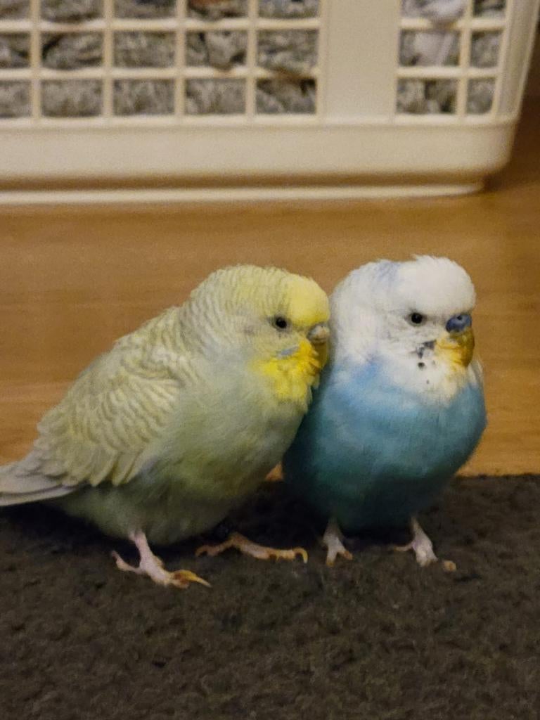 Parkieten, Meerdere dieren, Parkiet