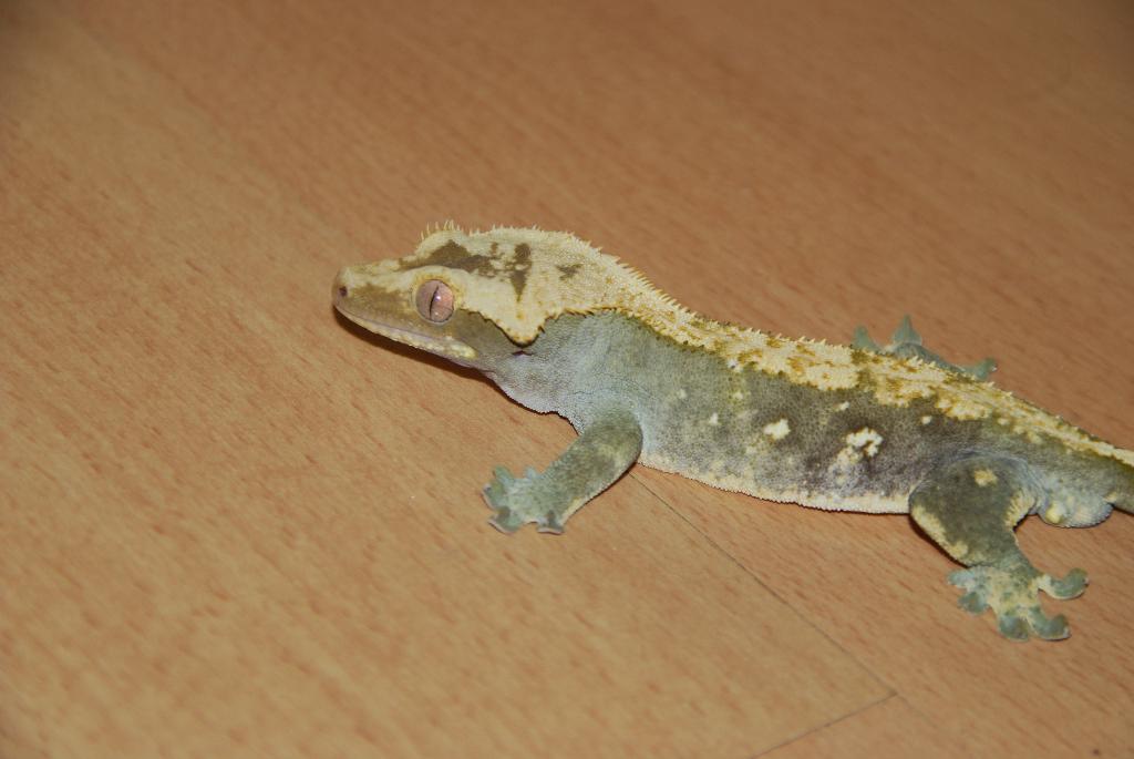 Diverse gekko's te koop, Dieren en Toebehoren, Reptielen en Amfibieën, Hagedis, 0 tot 2 jaar