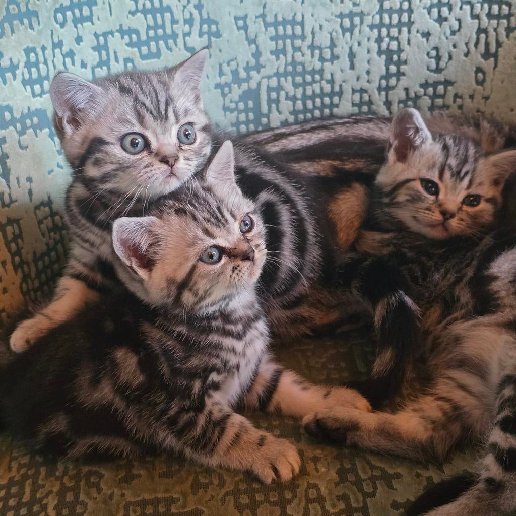 Prachtige Britse korthaar Black silver blotched kittens, Meerdere dieren, Met stamboom