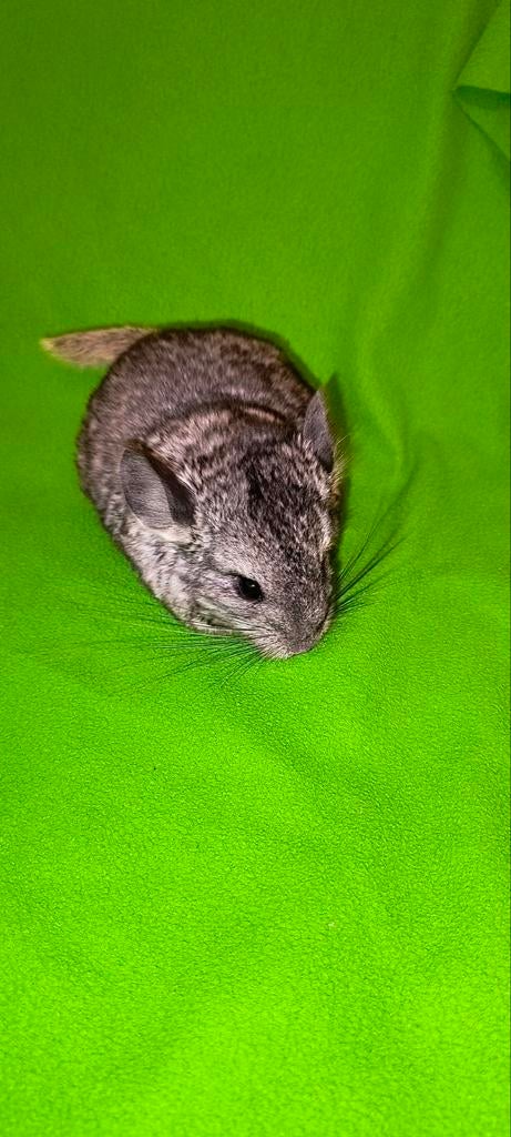 Jonge chinchilla, Ophalen, Nieuw, Overige typen