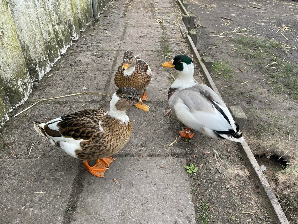 Kuikens Bonte Kwaker, Dieren en Toebehoren, Pluimvee, Geslacht onbekend, Eend