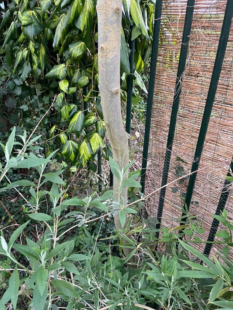 GRATIS OP TE HALEN | Gewone Es (boom) | zelf uitpoten!, Tuin en Terras, Planten | Bomen, Overige soorten, Lente, 400 cm of meer