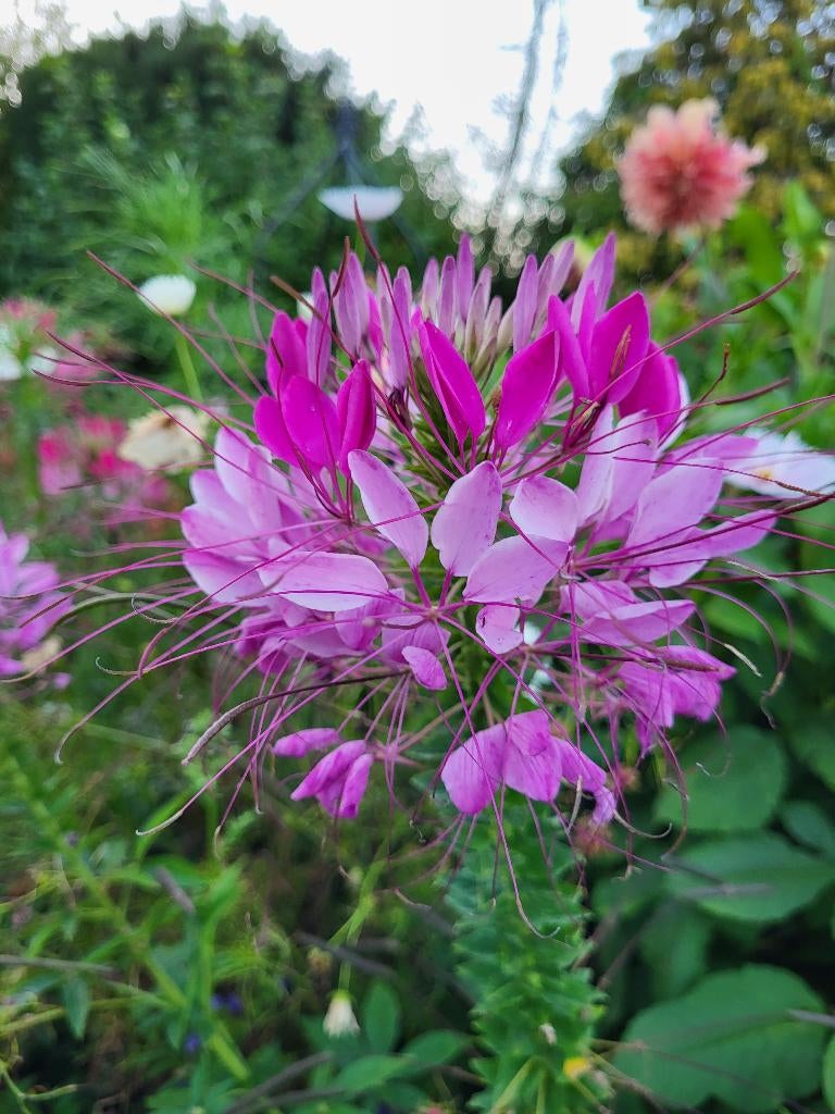 Zaden Cleome Mauve Queen, Verzenden, Volle zon