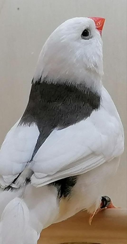 Te koop gevraagd bonte zebravink pop, Dieren en Toebehoren, Vogels | Overige Vogels, Vrouwelijk