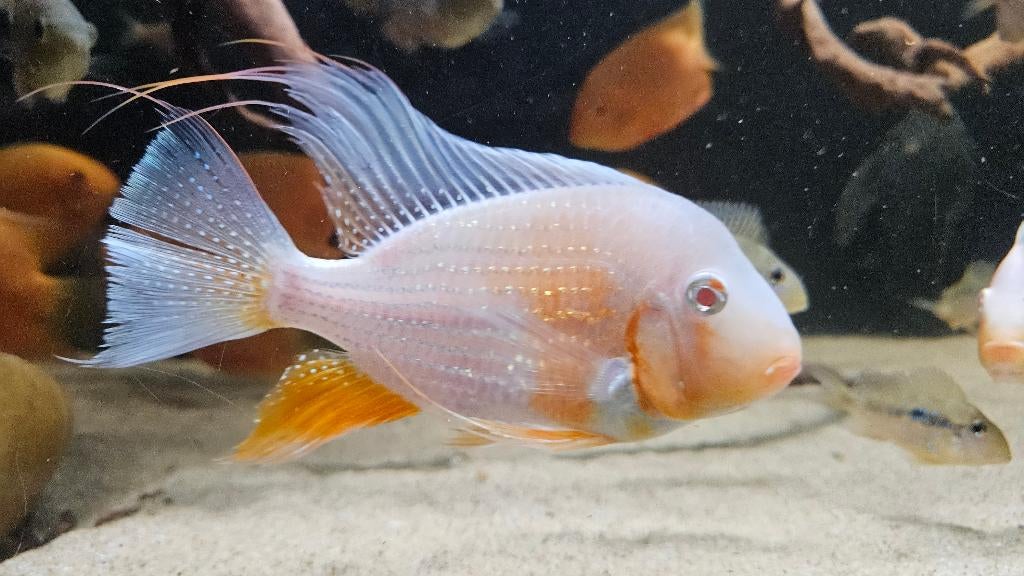 Zuid Amerikaanse Cichliden: Acarichthys heckelii Albino, Vis, Zoetwatervis