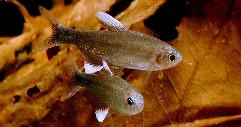 Hyphessobrycon Neqodaqua  (33 st.) Zuid-Amerika - Zeldzaam !, Dieren en Toebehoren, Vis