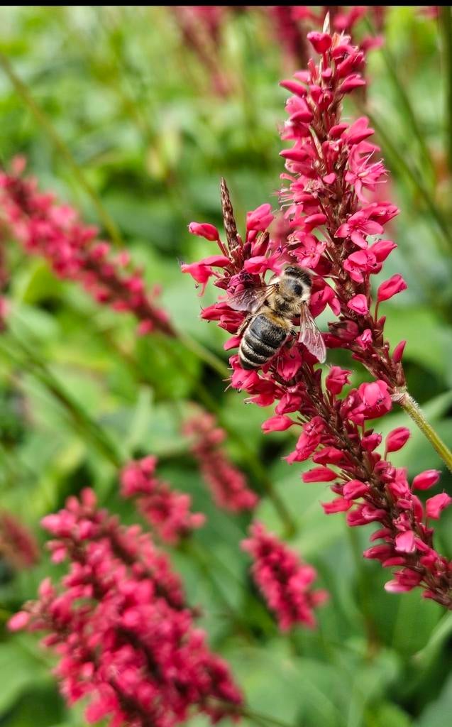 Duizendknoop (Persicaria amplexicaulis 'Blackfield'), Tuin en Terras, Planten | Tuinplanten, Volle zon, Vaste plant, Zomer, Ophalen