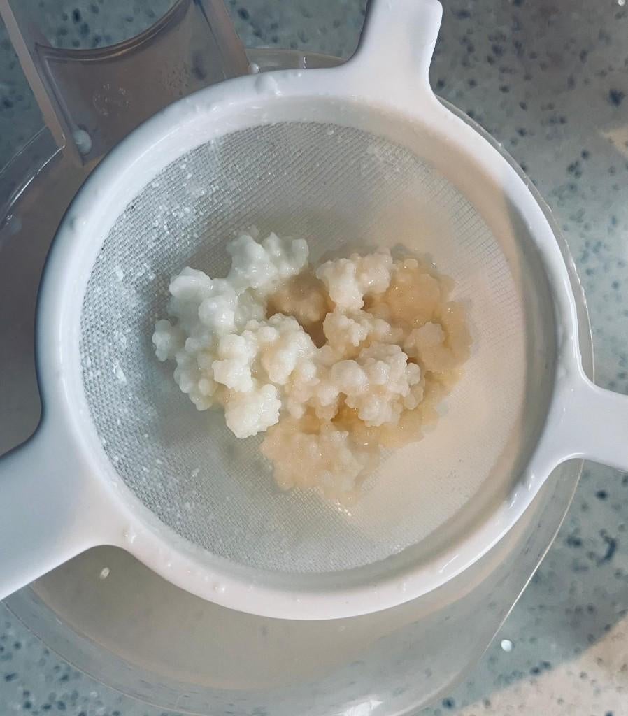 Verse melkkefir korrels – gezond en levend probioticum, Ophalen of Verzenden