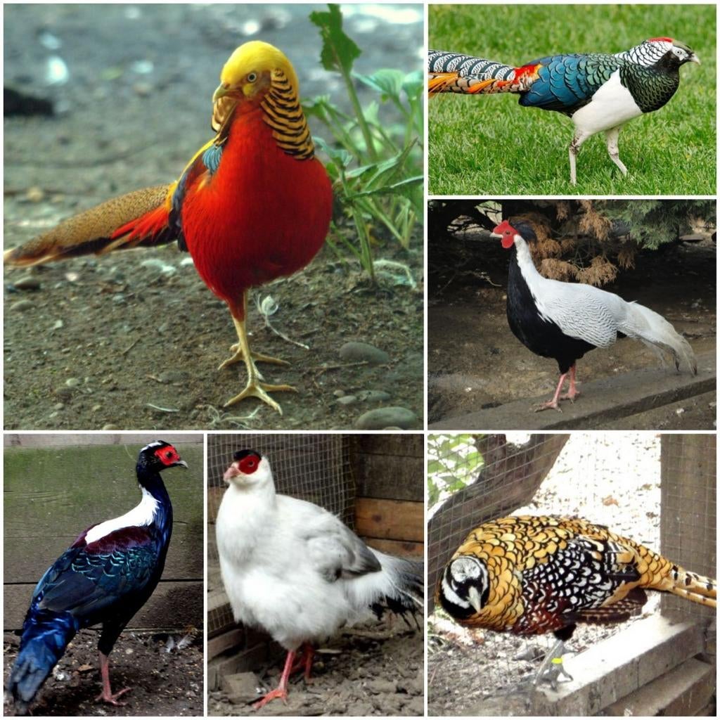 Oor fazanten-Goud-Lady-Konings-Tragopanen-Glans-Pauwen-ect., Dieren en Toebehoren, Pluimvee, Meerdere dieren, Overige soorten
