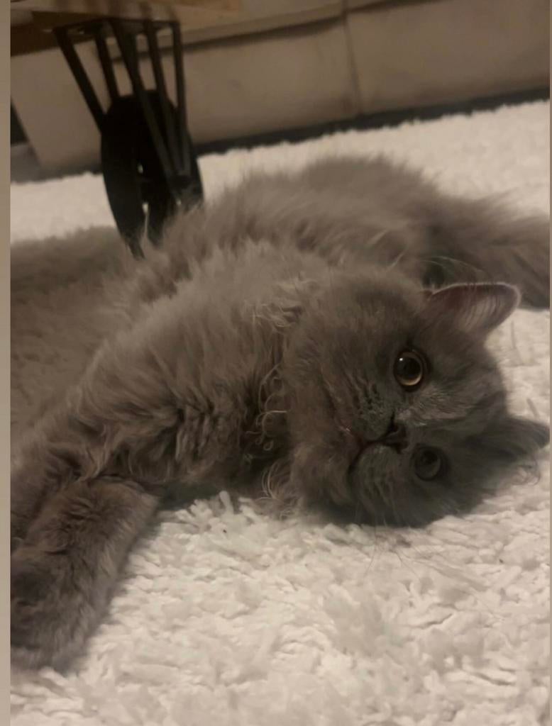 (Dekkater) niet te koop, Kater, Gechipt, 0 tot 2 jaar