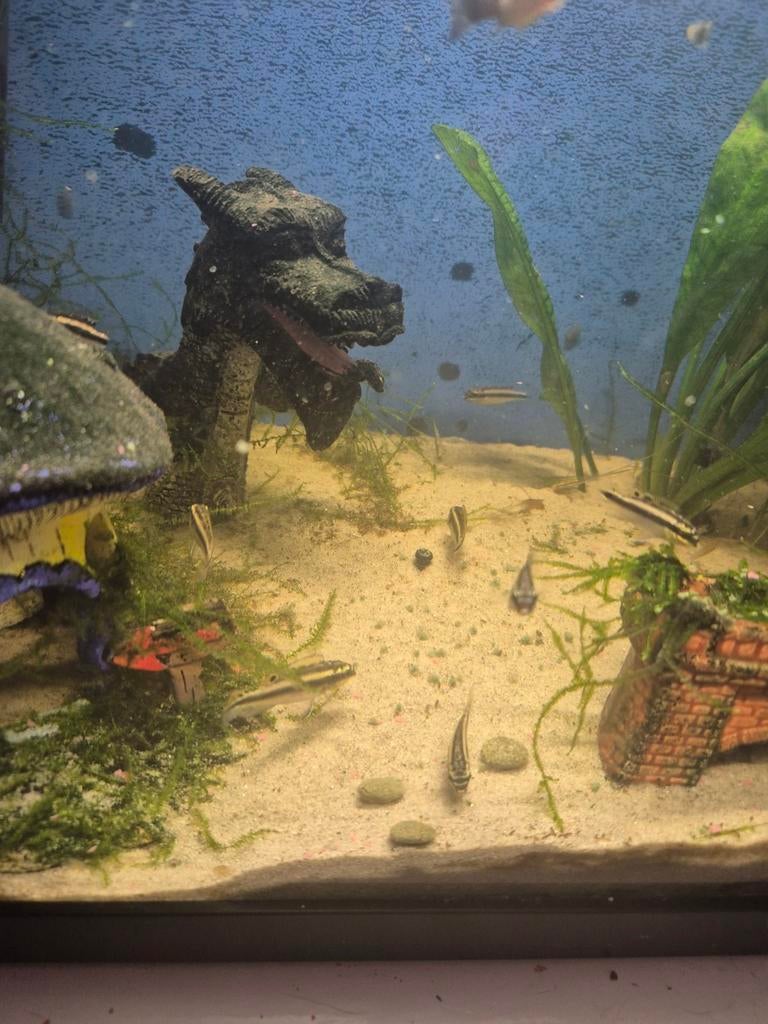 Kersenbuikjes, Dieren en Toebehoren, Vissen | Aquariumvissen