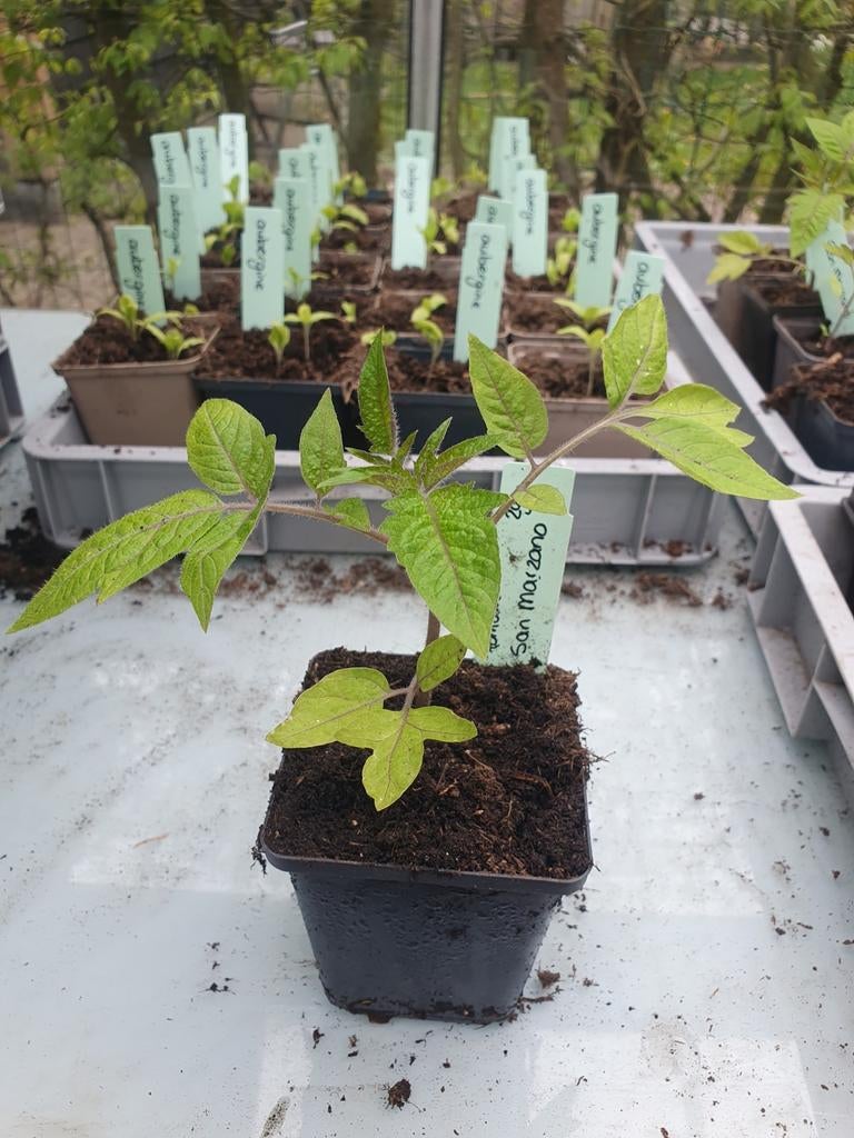 Tomaten planten, Tuin en Terras, Planten | Tuinplanten, Ophalen, Eenjarig, Groenteplanten, Volle zon