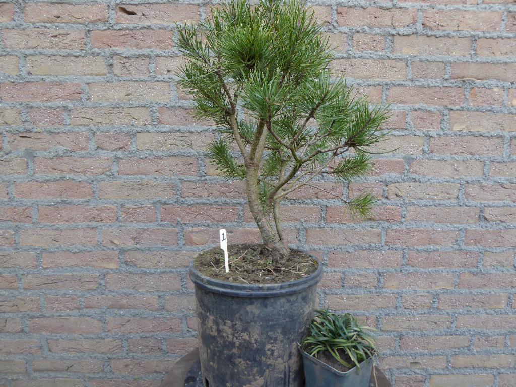 Bonsai: Pinus sylvestris (grove den), Tuin en Terras, Ophalen, Bloeit niet, Halfschaduw, Overige soorten