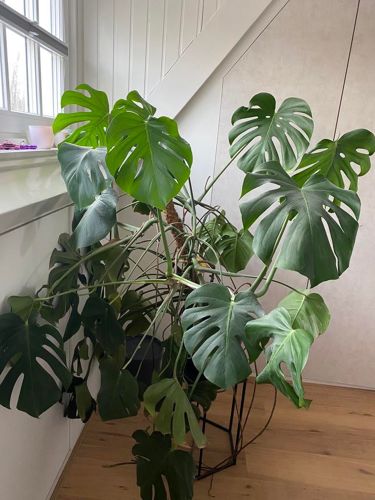 Monstera, Huis en Inrichting, Kamerplanten, Ophalen, Halfschaduw, Minder dan 100 cm