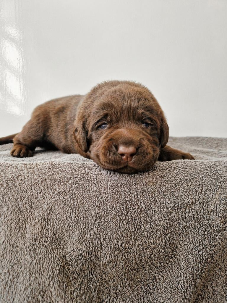 Nog 1 bruin Labrador reutje met stamboom beschikbaar!, Reu, 8 tot 15 weken, Labrador retriever, Parvo