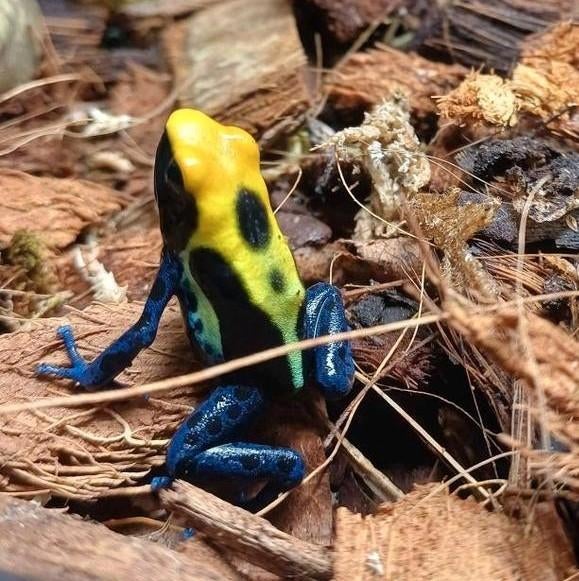 Dendrobates tinctorius Brazil - gifkikker Frog - unknown for sale from E. Peel