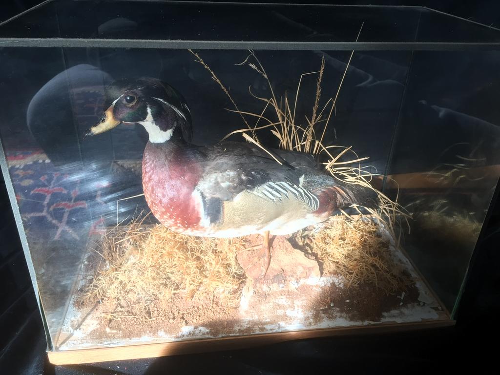 Opgezetten eend in glazen bak, rechtopstaand, Ophalen, Zo goed als nieuw, Vogel, Beeldje of Figuurtje