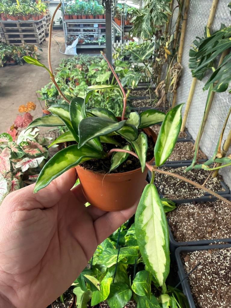Hoya Carnosa Tricolor - 9cm pot - Prachtige wasbloem, Huis en Inrichting, Kamerplanten, Overige soorten, In pot, Minder dan 100 cm
