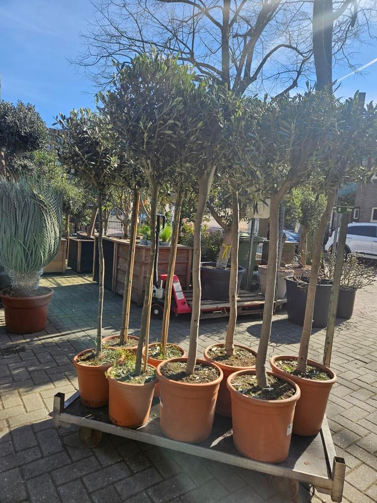 Olijfbomen dunne stam 150 en 160 hoog (39 en 59 eur), Tuin en Terras, Planten | Bomen, Volle zon, Ophalen of Verzenden, 100 tot 250 cm