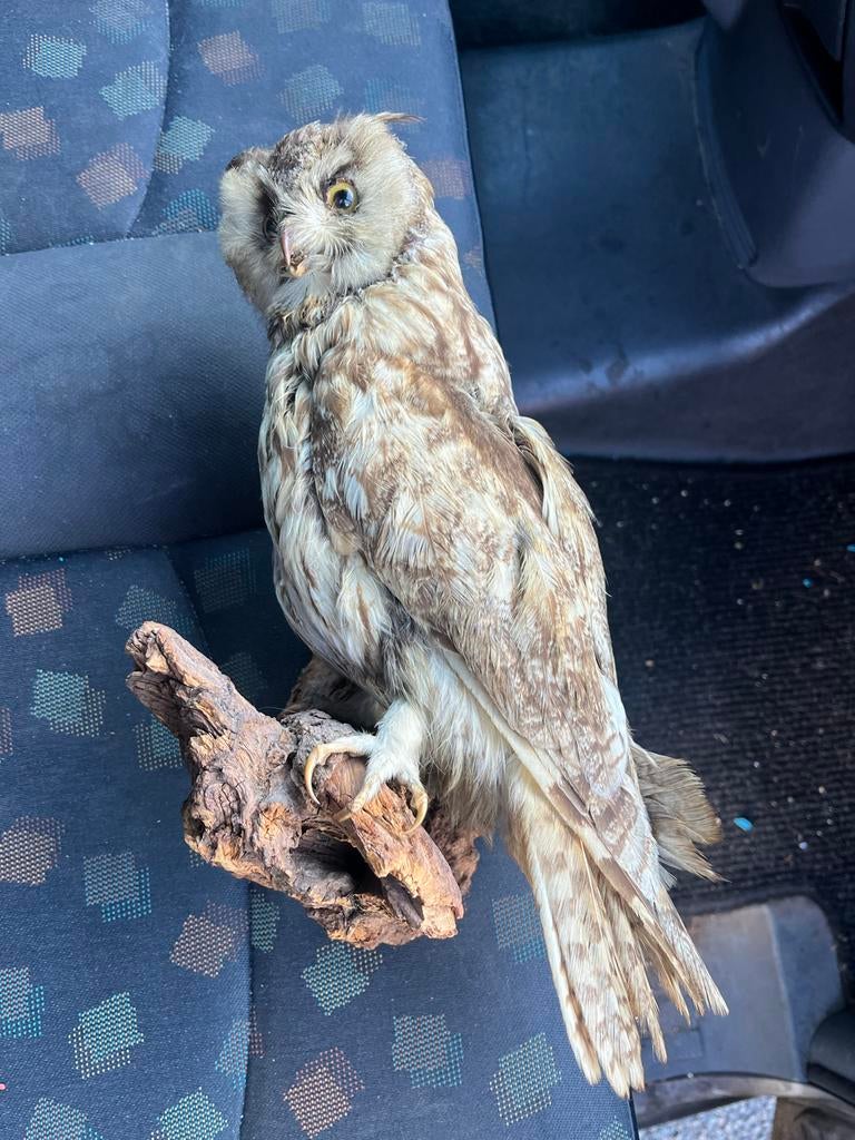 Opgezette ransuil op tak, Verzamelen, Dierenverzamelingen, Ophalen of Verzenden, Gebruikt, Vogel, Opgezet dier