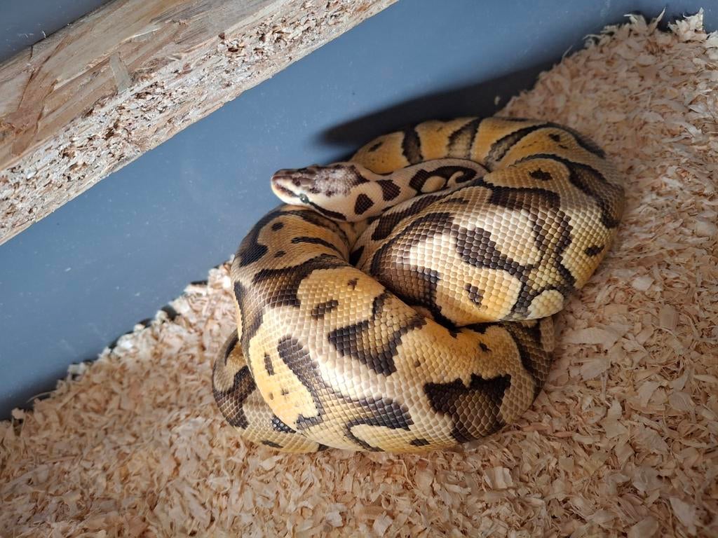 Python regius super pastel pos YB het clown., Dieren en Toebehoren, Slang, 0 tot 2 jaar
