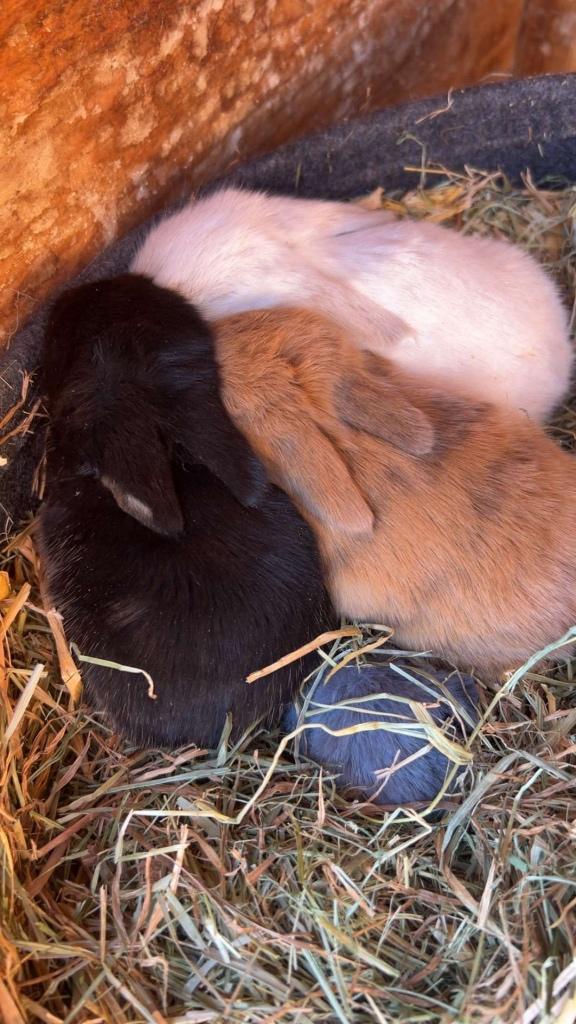 Raszuivere babykonijntjes 50eu per stuk, Dieren en Toebehoren, Konijnen, Meerdere dieren, Dwerg, Hangoor, 0 tot 2 jaar