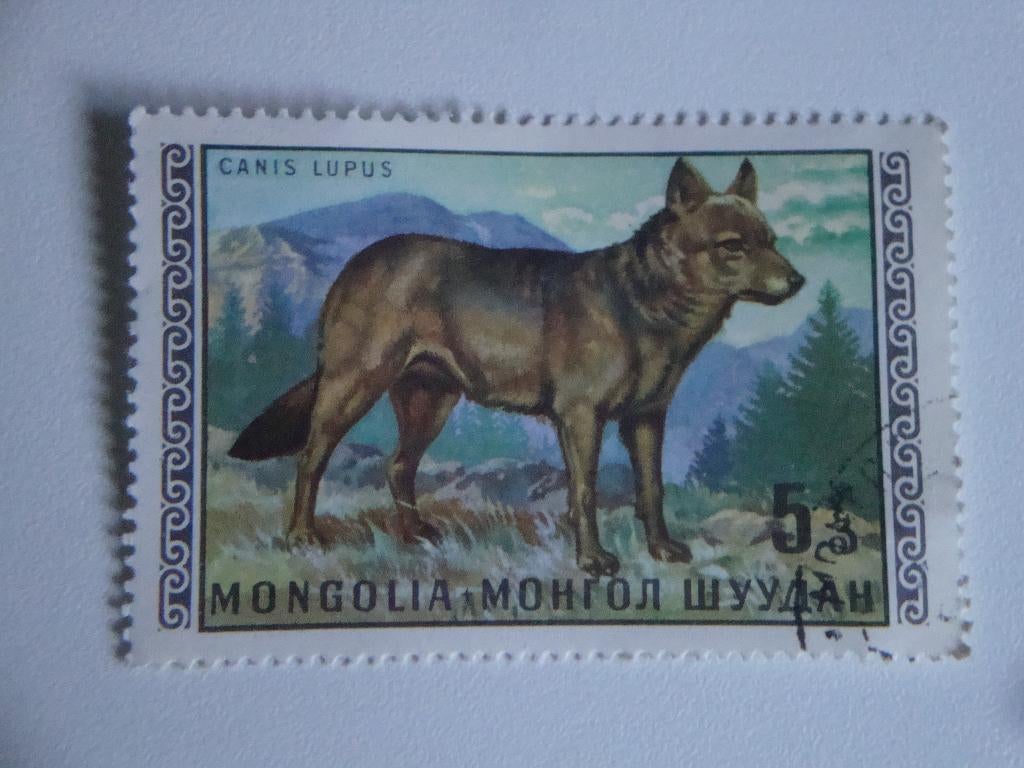 Postzegel 20 Mongo Kamelenkaravaan Mongolië., Verzenden, Gestempeld, Oost-Azië