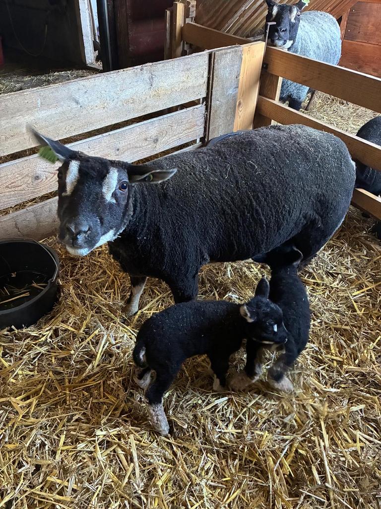 Dassenkop ooi met 2 dassenkop ooilammetjes, Vrouwelijk, Schaap