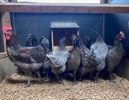Australorp kippen., Dieren en Toebehoren, Pluimvee, Vrouwelijk, Kip