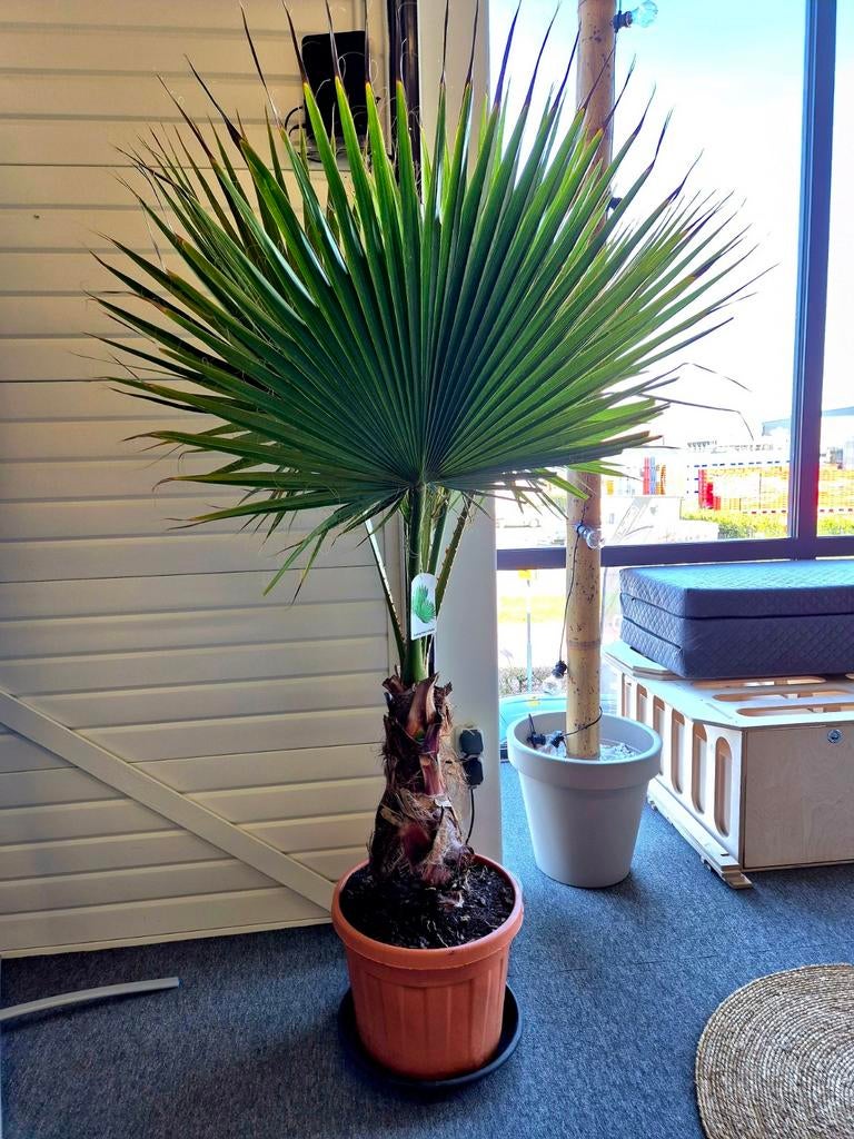 Erg mooie palm Washingtonia Robusta!, Ophalen of Verzenden, Bloeit niet, Overige soorten, Volle zon