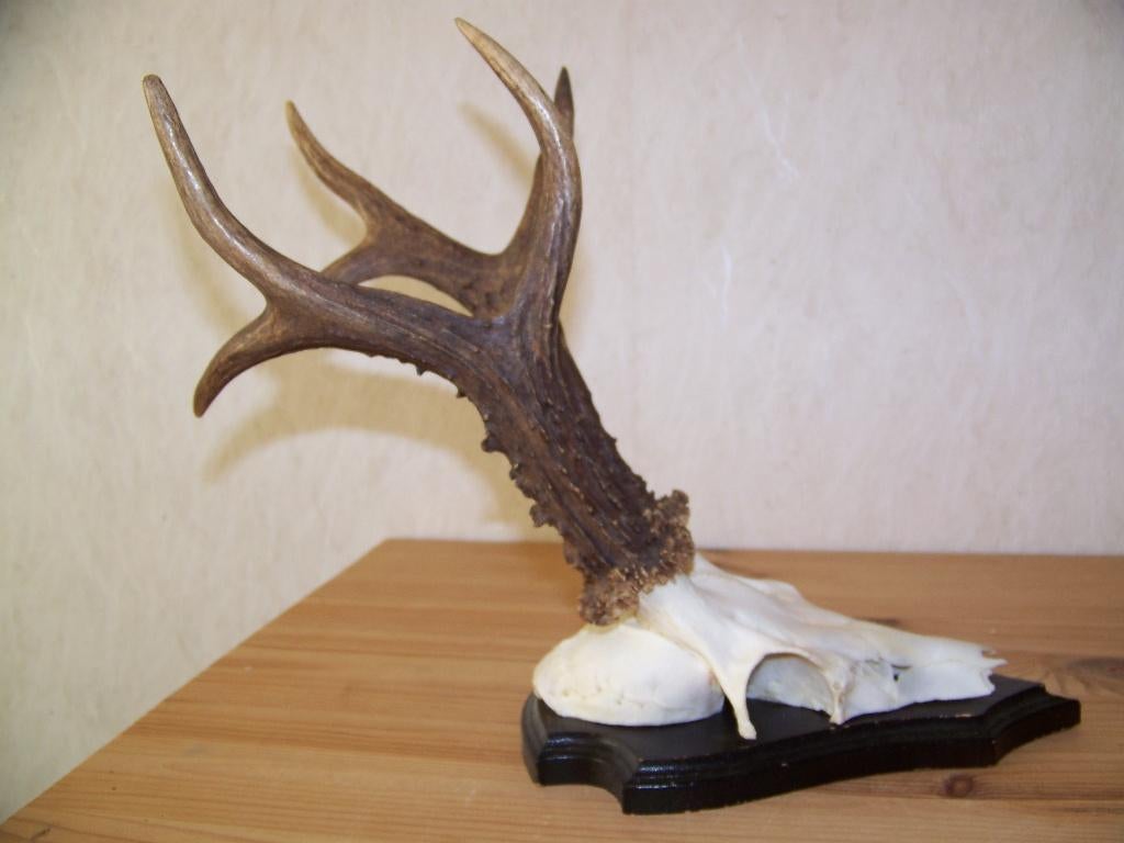 groot ree gewei weegt 300 gram, Ophalen of Verzenden, Zo goed als nieuw, Hert, Gewei of Kop