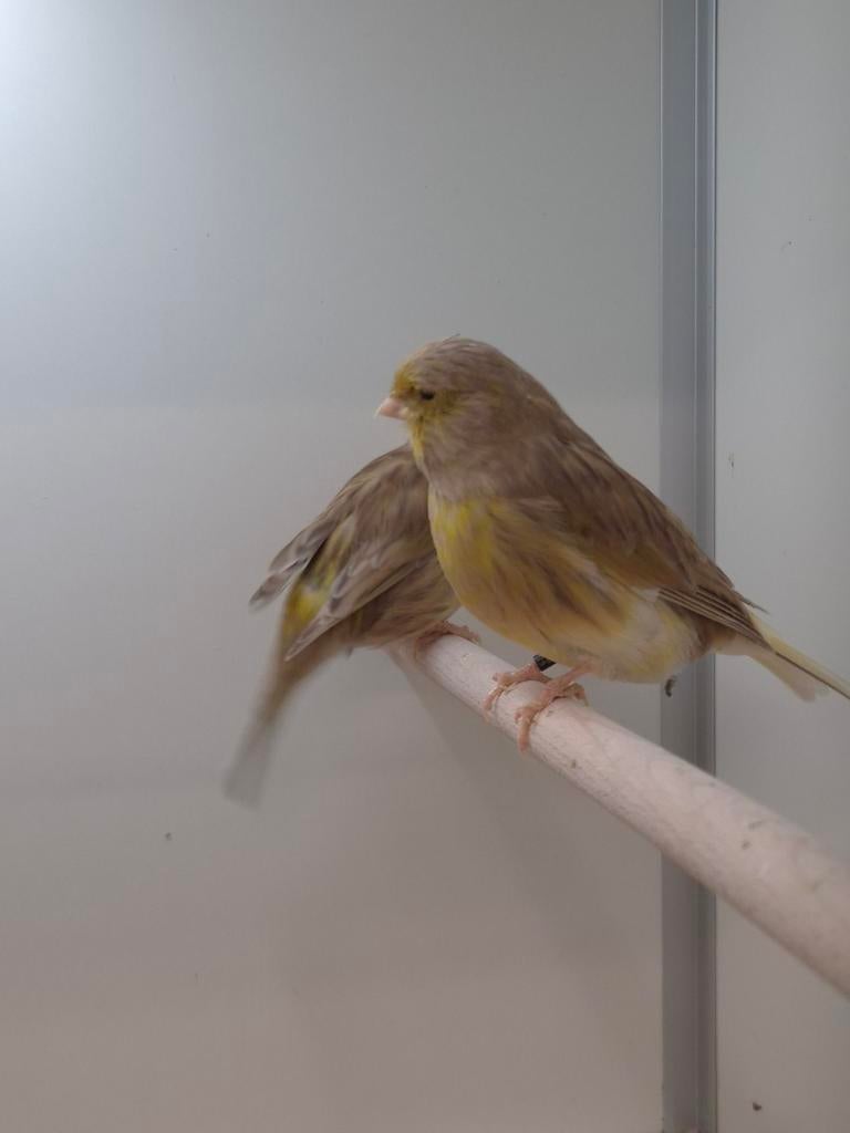 2-2 Gloster kanaries, Meerdere dieren, Kleurkanarie