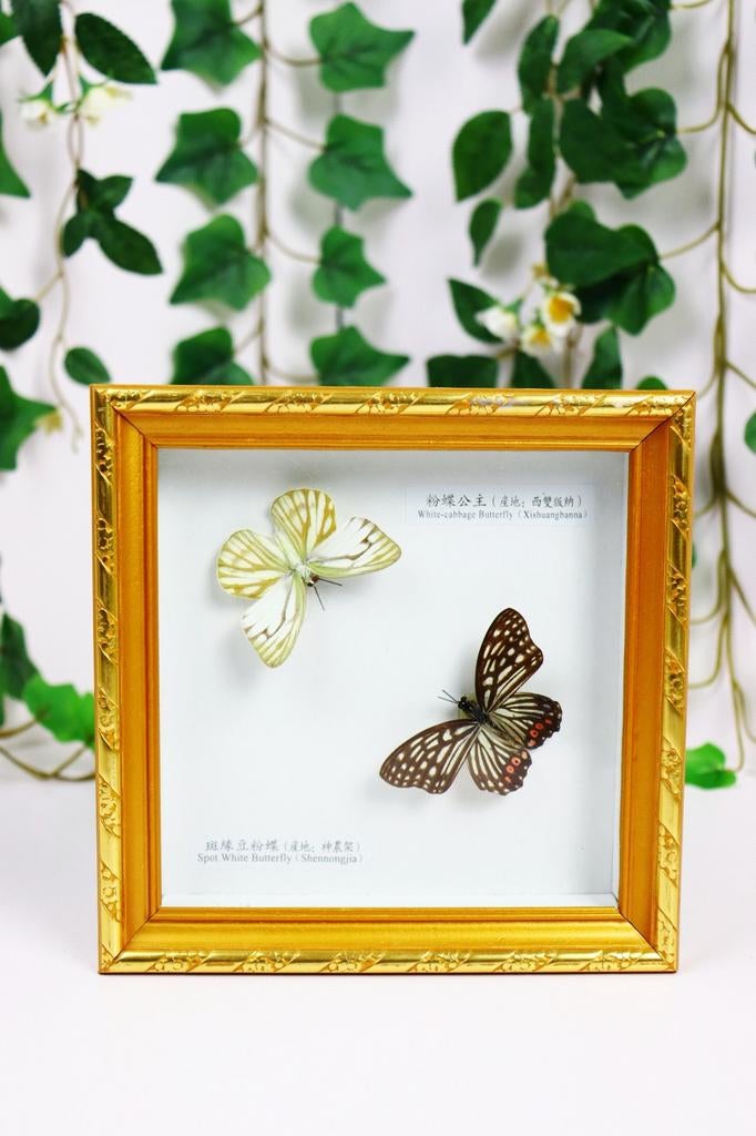 Vlinderlijst, Minder dan 50 cm, Ophalen of Verzenden, Zo goed als nieuw, Minder dan 50 cm