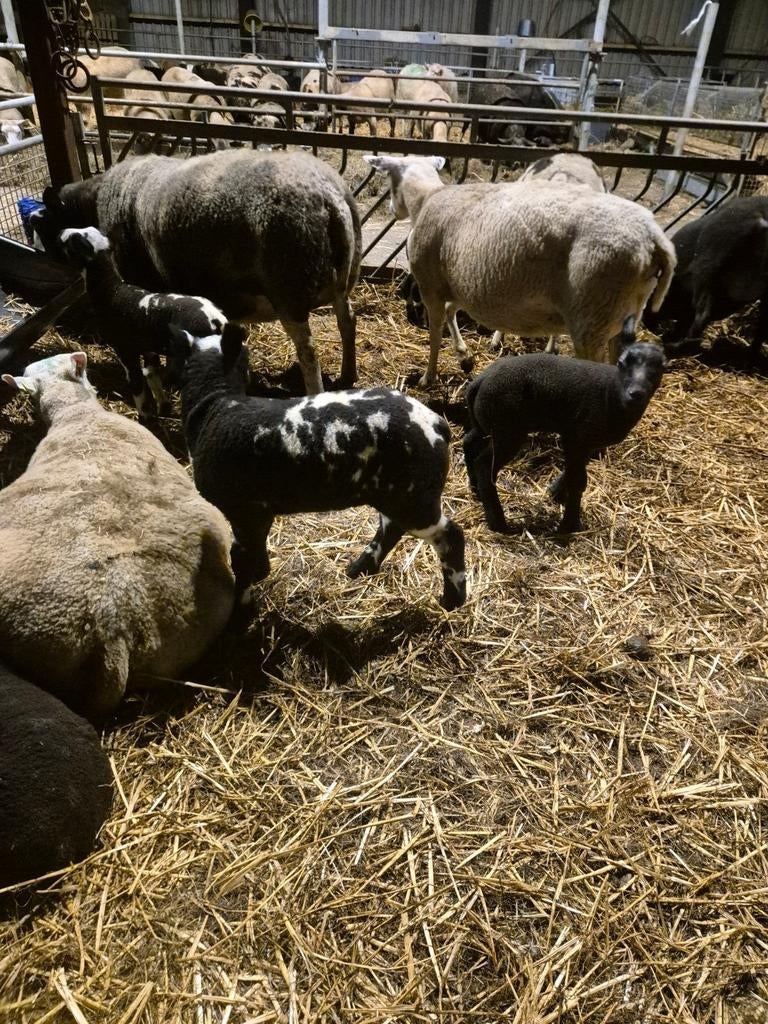 2 leb lammeren ram en ooi, Meerdere dieren, Schaap